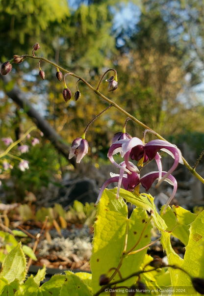 Perennials ~ Epimedium zhushanense, Barrenwort ~ Dancing Oaks Nursery and Gardens ~ Retail Nursery ~ Mail Order Nursery