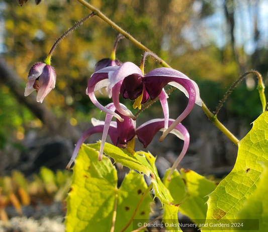 Perennials ~ Epimedium zhushanense, Barrenwort ~ Dancing Oaks Nursery and Gardens ~ Retail Nursery ~ Mail Order Nursery