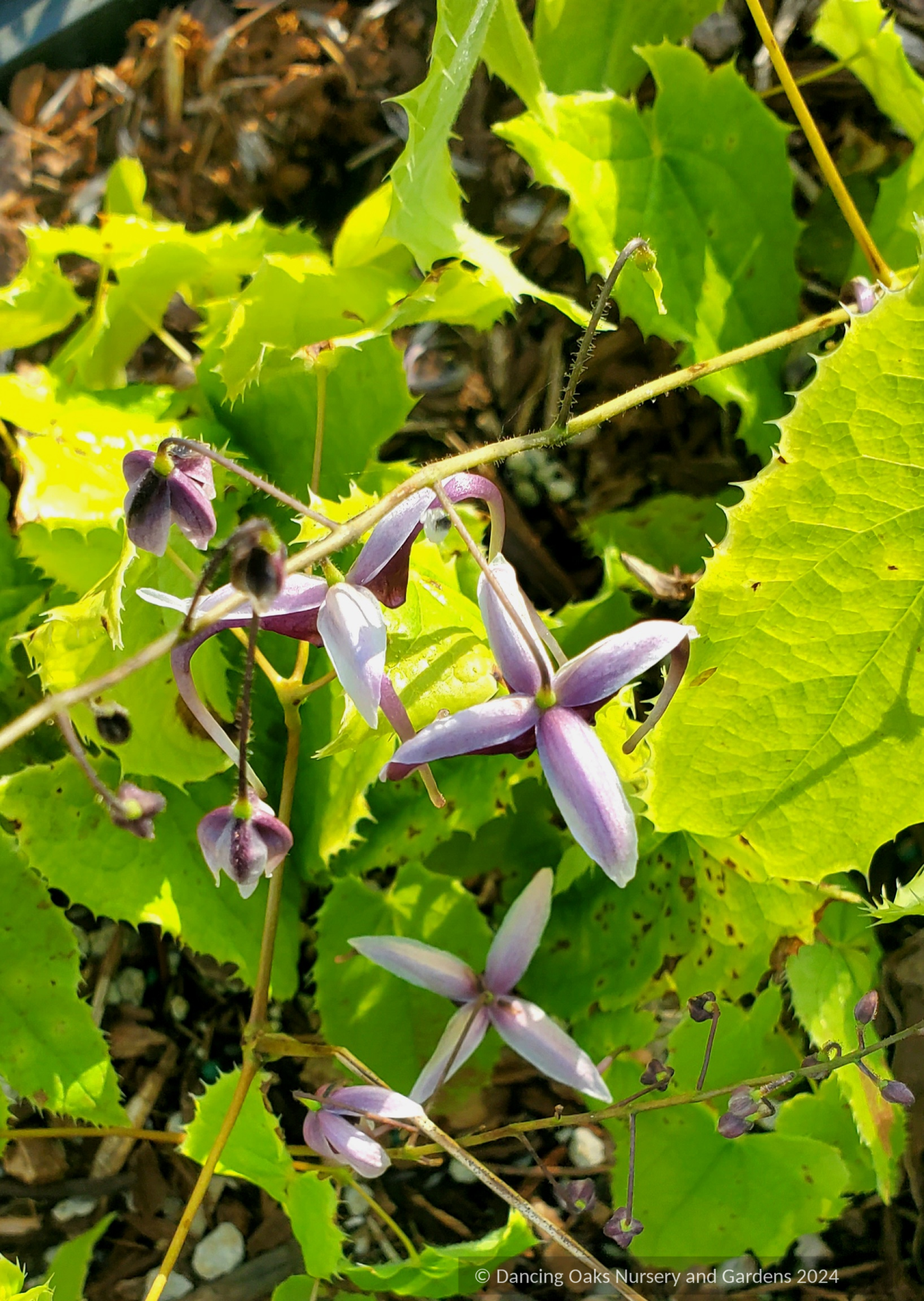 Perennials ~ Epimedium zhushanense, Barrenwort ~ Dancing Oaks Nursery and Gardens ~ Retail Nursery ~ Mail Order Nursery