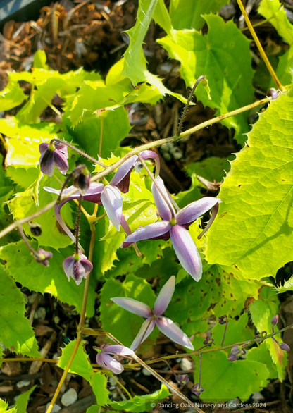 Perennials ~ Epimedium zhushanense, Barrenwort ~ Dancing Oaks Nursery and Gardens ~ Retail Nursery ~ Mail Order Nursery