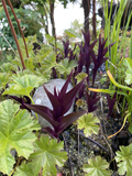 Perennials ~ Epipactis gigantea 'Serpentine Night', Stream Orchid ~ Dancing Oaks Nursery and Gardens ~ Retail Nursery ~ Mail Order Nursery