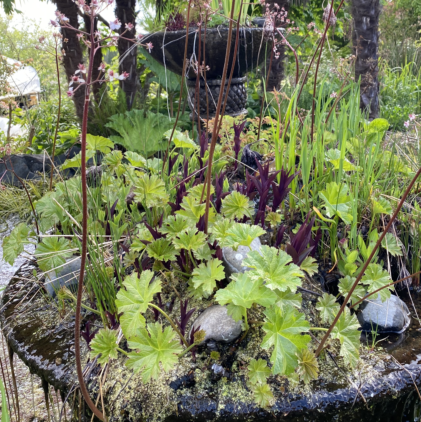 Perennials ~ Epipactis gigantea 'Serpentine Night', Stream Orchid ~ Dancing Oaks Nursery and Gardens ~ Retail Nursery ~ Mail Order Nursery