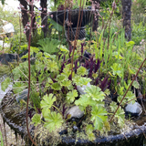 Perennials ~ Epipactis gigantea 'Serpentine Night', Stream Orchid ~ Dancing Oaks Nursery and Gardens ~ Retail Nursery ~ Mail Order Nursery