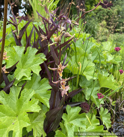 Perennials ~ Epipactis gigantea 'Serpentine Night', Stream Orchid ~ Dancing Oaks Nursery and Gardens ~ Retail Nursery ~ Mail Order Nursery