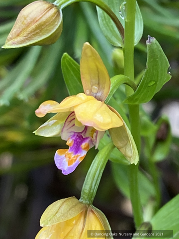 Perennials ~ Epipactis thunbergii, Japanese Stream Orchid ~ Dancing Oaks Nursery and Gardens ~ Retail Nursery ~ Mail Order Nursery