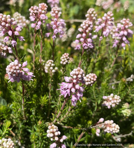 Groundcovers ~ Erica (syn. Bruckenthalia) spiculifolia, Balkan or spike heath ~ Dancing Oaks Nursery and Gardens ~ Retail Nursery ~ Mail Order Nursery