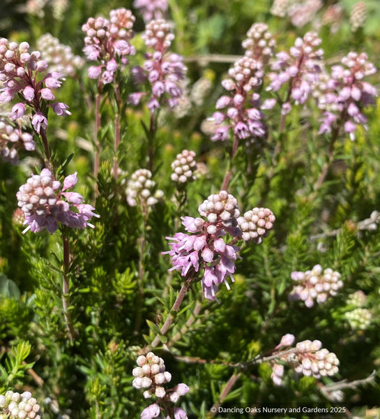 Erica (syn. Bruckenthalia) spiculifolia, Balkan or spike heath – Dancing  Oaks Nursery and Gardens