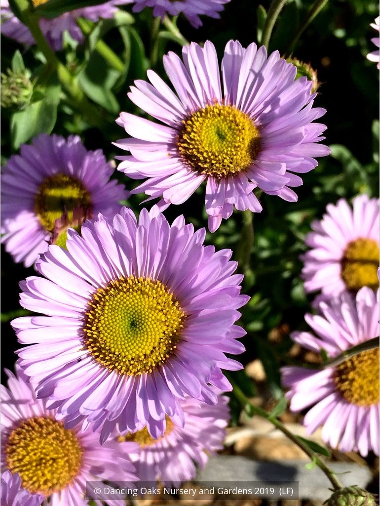 Perennials ~ Erigeron 'W. R.', Fleabane Info ~ Dancing Oaks Nursery and Gardens ~ Retail Nursery ~ Mail Order Nursery