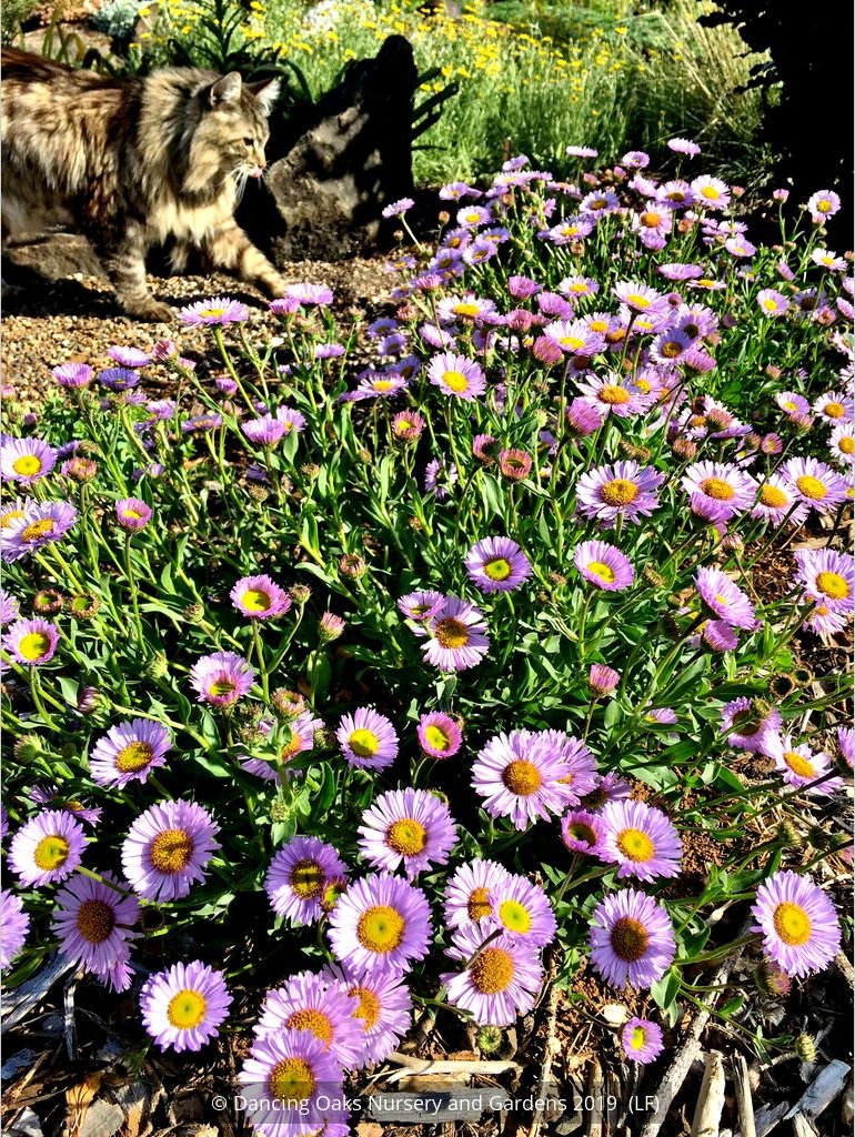 Perennials ~ Erigeron 'W. R.', Fleabane Info ~ Dancing Oaks Nursery and Gardens ~ Retail Nursery ~ Mail Order Nursery