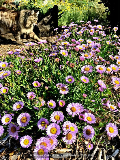 Perennials ~ Erigeron 'W. R.', Fleabane Info ~ Dancing Oaks Nursery and Gardens ~ Retail Nursery ~ Mail Order Nursery
