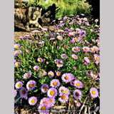 Perennials ~ Erigeron 'W. R.', Fleabane Info ~ Dancing Oaks Nursery and Gardens ~ Retail Nursery ~ Mail Order Nursery