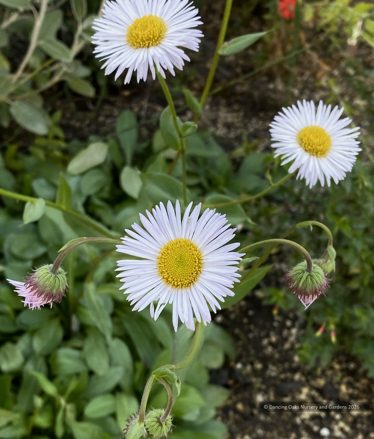 Perennials ~ Erigeron elatior, Tall Fleabane ~ Dancing Oaks Nursery and Gardens ~ Retail Nursery ~ Mail Order Nursery