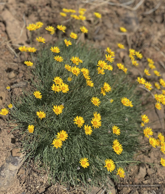 Perennials ~ Erigeron linearis , Desert Yellow Fleabane ~ Dancing Oaks Nursery and Gardens ~ Retail Nursery ~ Mail Order Nursery