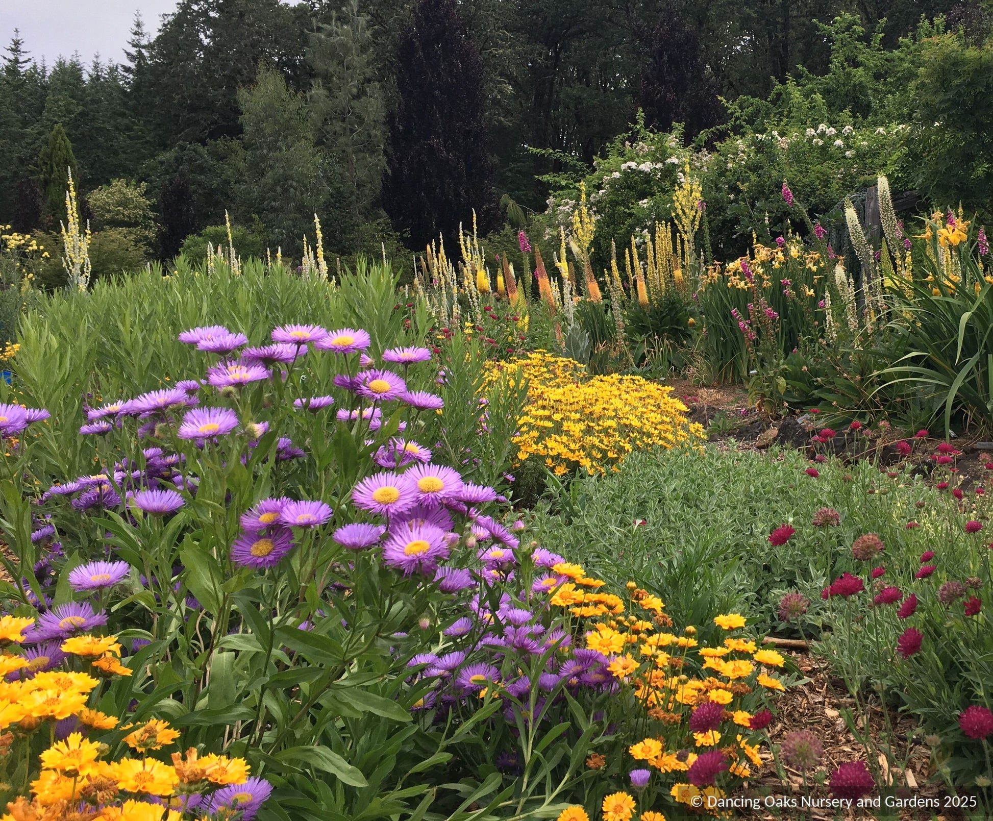 Perennials ~ Erigeron speciosus 'Azurfee' Azure Fairy, Fleabane ~ Dancing Oaks Nursery and Gardens ~ Retail Nursery ~ Mail Order Nursery