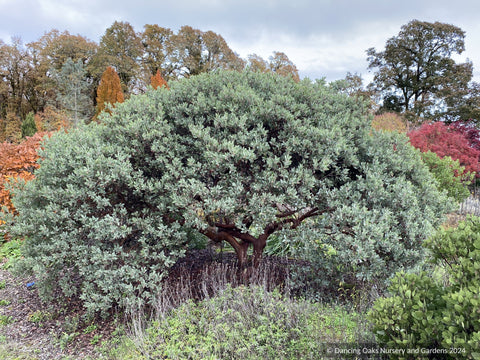 An Exploration of Manzanita