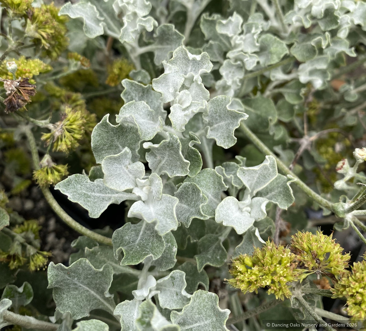 Perennials ~ Eriogonum crocatum, Conejo Buckwheat or Saffron Buckwheat ~ Dancing Oaks Nursery and Gardens ~ Retail Nursery ~ Mail Order Nursery