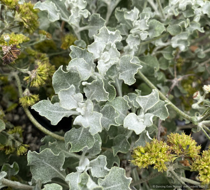 Perennials ~ Eriogonum crocatum, Conejo Buckwheat or Saffron Buckwheat ~ Dancing Oaks Nursery and Gardens ~ Retail Nursery ~ Mail Order Nursery