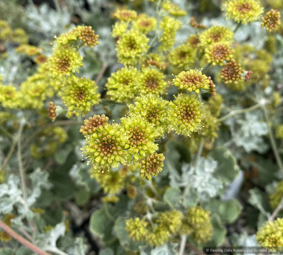 Perennials ~ Eriogonum crocatum, Conejo Buckwheat or Saffron Buckwheat ~ Dancing Oaks Nursery and Gardens ~ Retail Nursery ~ Mail Order Nursery