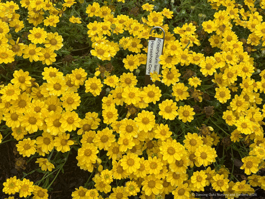 Perennials ~ Eriophyllum lanatum 'Horseshoe Cove', Oregon Sunshine ~ Dancing Oaks Nursery and Gardens ~ Retail Nursery ~ Mail Order Nursery