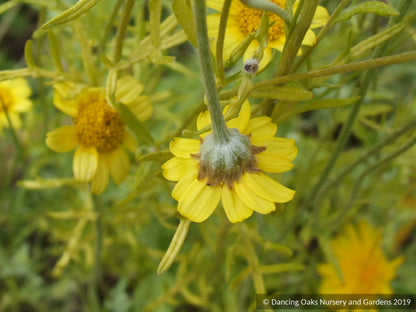 Perennials ~ Eriophyllum lanatum, Oregon Sunshine ~ Dancing Oaks Nursery and Gardens ~ Retail Nursery ~ Mail Order Nursery