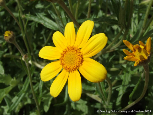 Perennials ~ Eriophyllum lanatum, Oregon Sunshine ~ Dancing Oaks Nursery and Gardens ~ Retail Nursery ~ Mail Order Nursery