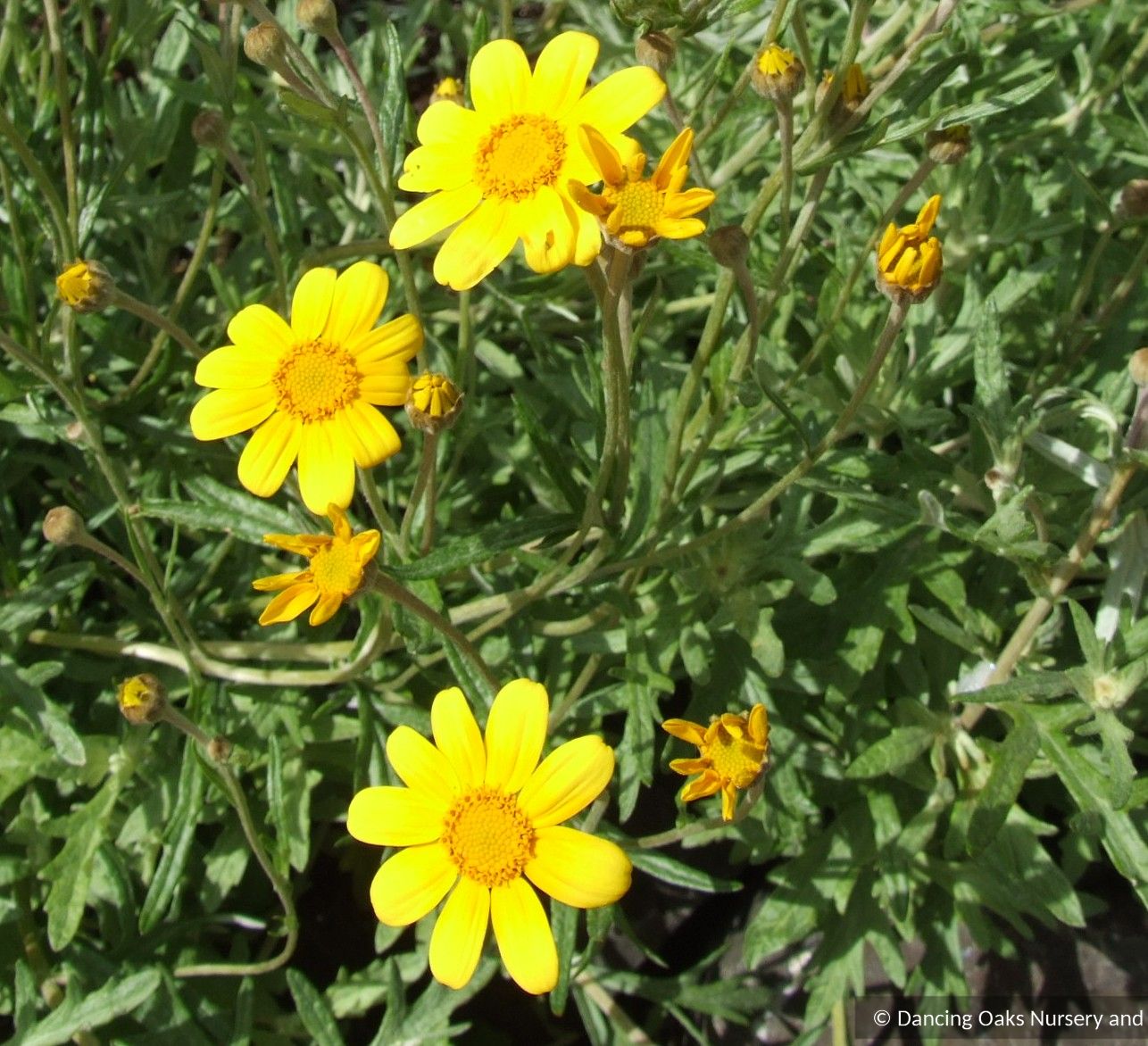 Perennials ~ Eriophyllum lanatum, Oregon Sunshine ~ Dancing Oaks Nursery and Gardens ~ Retail Nursery ~ Mail Order Nursery