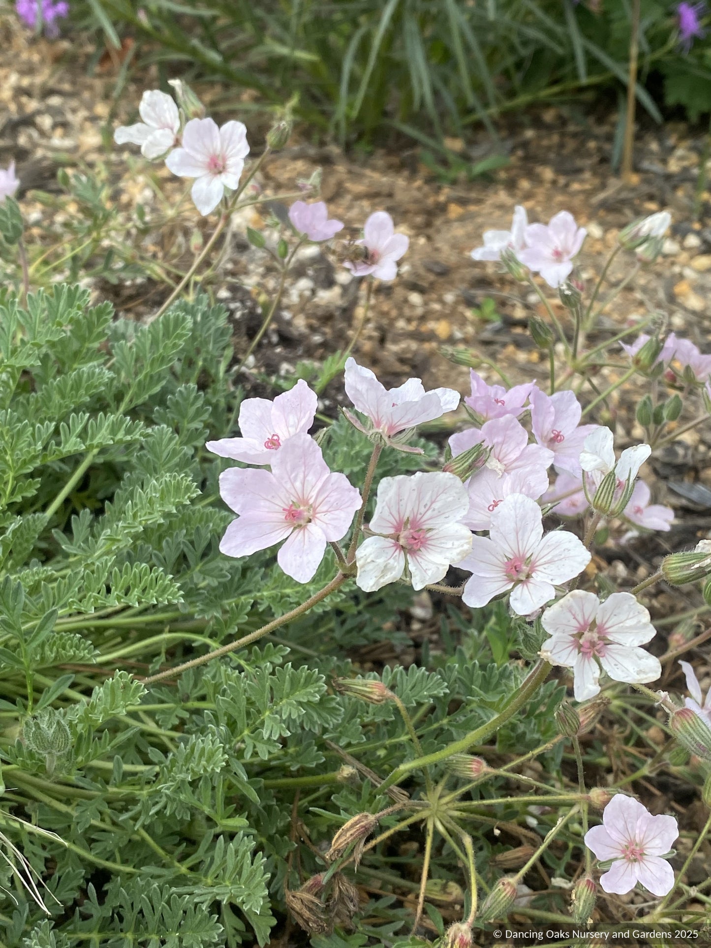 Perennials ~ Erodium absinthoides Heron's Bill ~ Dancing Oaks Nursery and Gardens ~ Retail Nursery ~ Mail Order Nursery