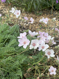 Perennials ~ Erodium absinthoides Heron's Bill ~ Dancing Oaks Nursery and Gardens ~ Retail Nursery ~ Mail Order Nursery