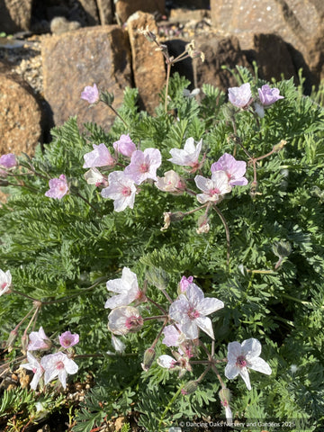 Perennials ~ Erodium absinthoides Heron's Bill ~ Dancing Oaks Nursery and Gardens ~ Retail Nursery ~ Mail Order Nursery