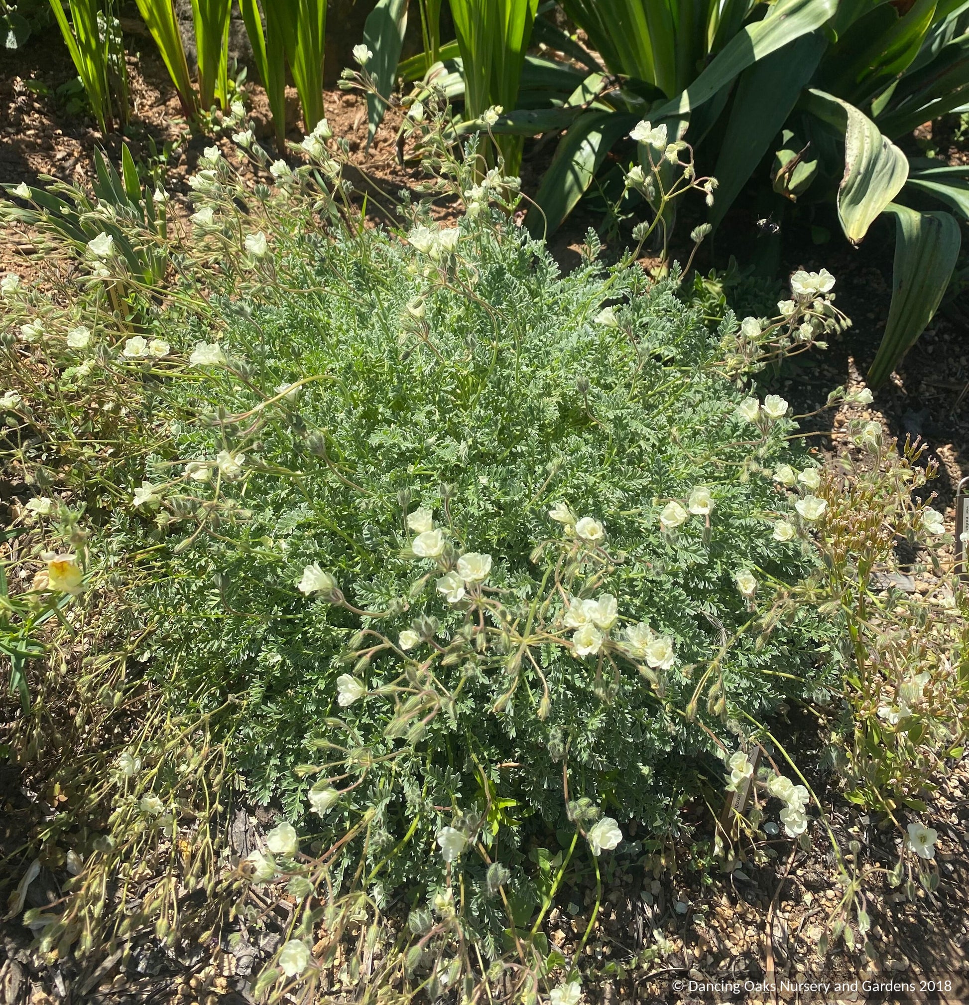 Perennials ~ Erodium chrysanthum Yellow Heron's Bill ~ Dancing Oaks Nursery and Gardens ~ Retail Nursery ~ Mail Order Nursery