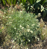 Perennials ~ Erodium chrysanthum Yellow Heron's Bill ~ Dancing Oaks Nursery and Gardens ~ Retail Nursery ~ Mail Order Nursery