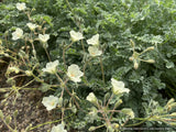 Perennials ~ Erodium chrysanthum Yellow Heron's Bill ~ Dancing Oaks Nursery and Gardens ~ Retail Nursery ~ Mail Order Nursery