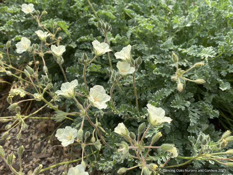 Perennials ~ Erodium chrysanthum Yellow Heron's Bill ~ Dancing Oaks Nursery and Gardens ~ Retail Nursery ~ Mail Order Nursery