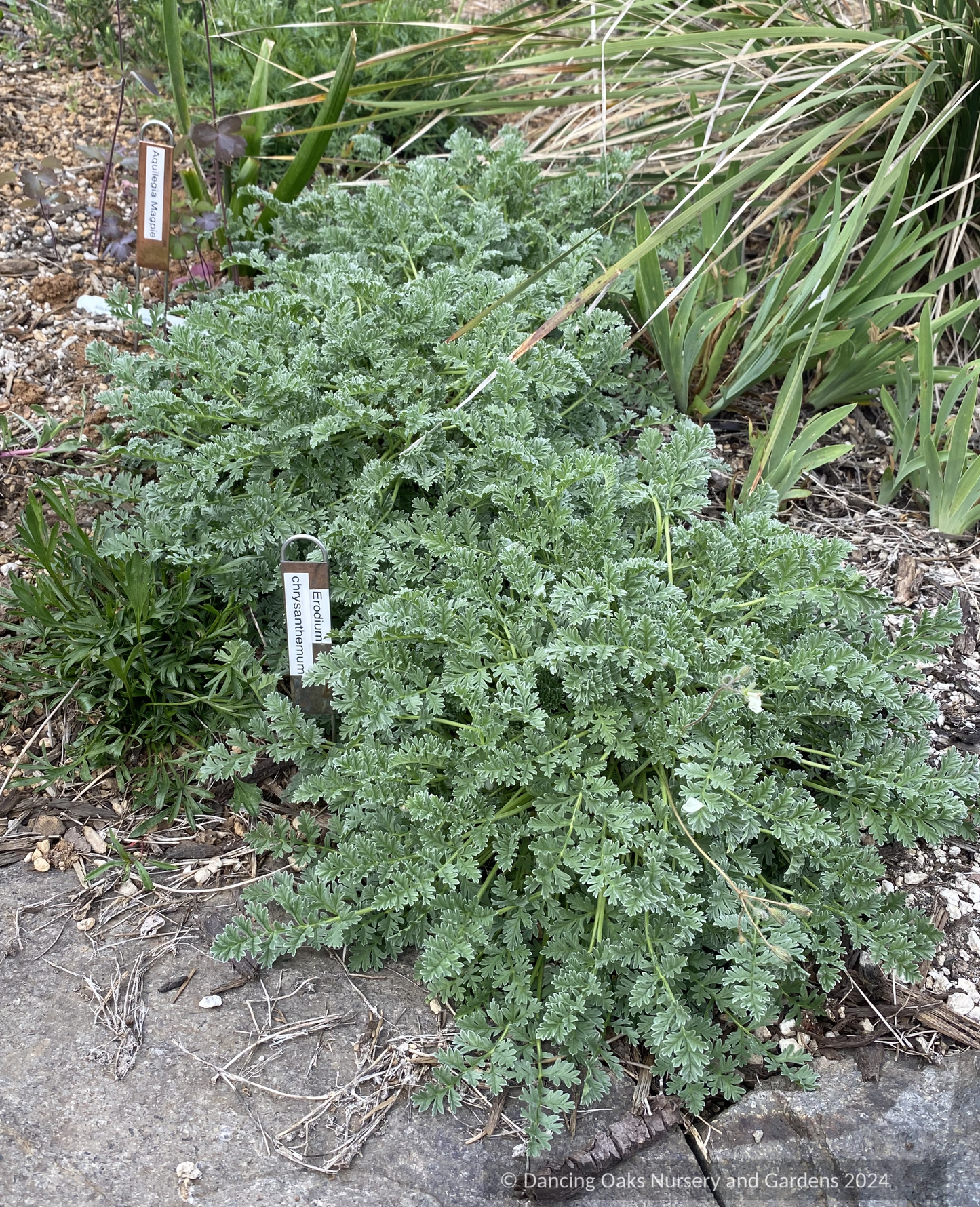 Perennials ~ Erodium chrysanthum Yellow Heron's Bill ~ Dancing Oaks Nursery and Gardens ~ Retail Nursery ~ Mail Order Nursery