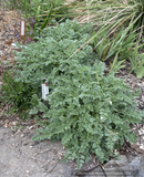 Perennials ~ Erodium chrysanthum Yellow Heron's Bill ~ Dancing Oaks Nursery and Gardens ~ Retail Nursery ~ Mail Order Nursery