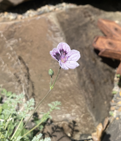 Perennials ~ Erodium × kolbianum 'Natasha', Spanish Eyes Cranesbill ~ Dancing Oaks Nursery and Gardens ~ Retail Nursery ~ Mail Order Nursery