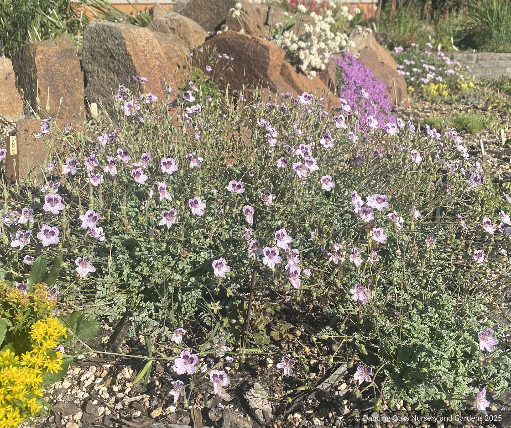 Perennials ~ Erodium × kolbianum 'Natasha', Spanish Eyes Cranesbill ~ Dancing Oaks Nursery and Gardens ~ Retail Nursery ~ Mail Order Nursery