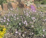 Perennials ~ Erodium × kolbianum 'Natasha', Spanish Eyes Cranesbill ~ Dancing Oaks Nursery and Gardens ~ Retail Nursery ~ Mail Order Nursery