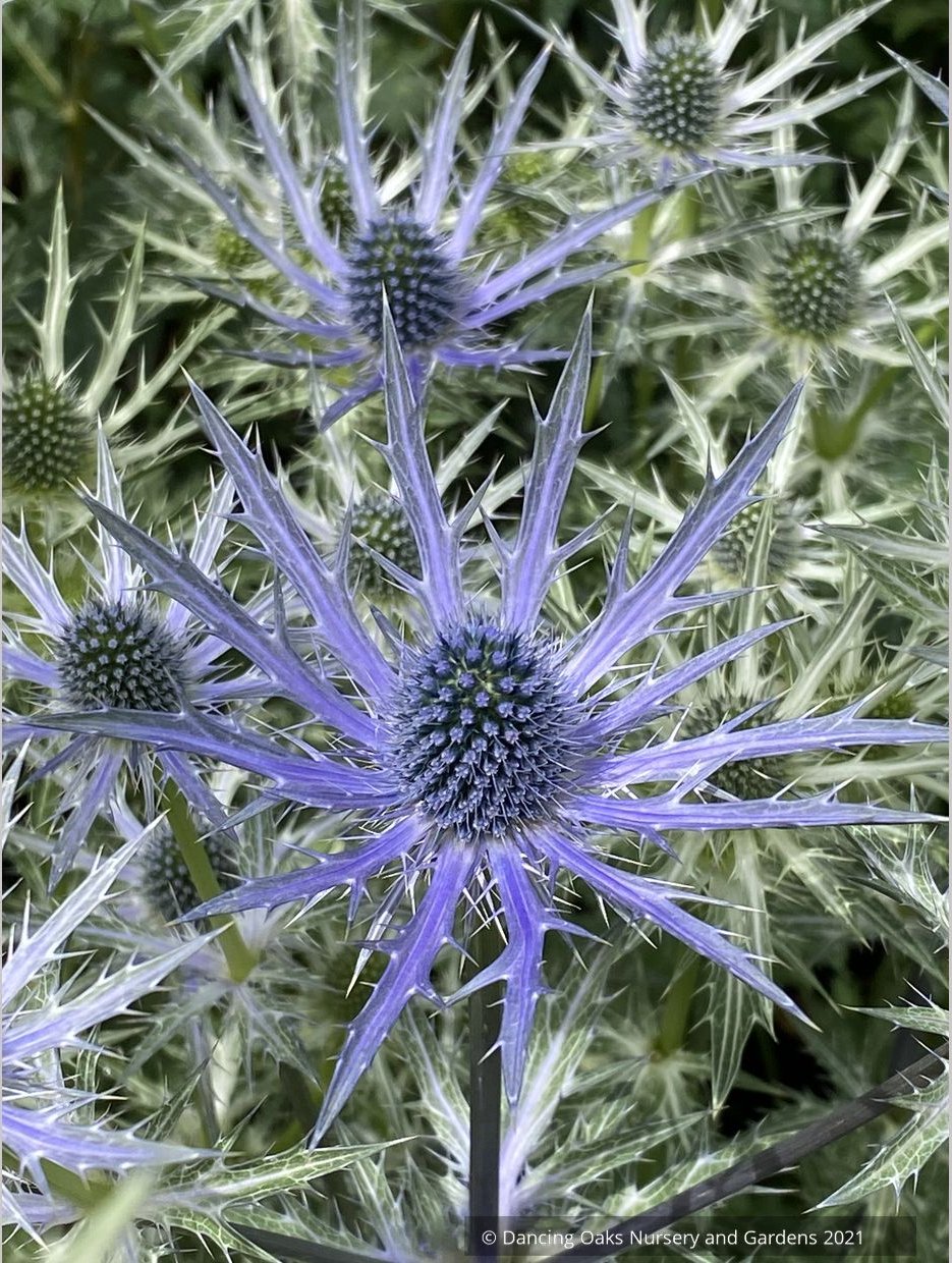 Perennials ~ Eryngium 'Big Blue', Sea Holly ~ Dancing Oaks Nursery and Gardens ~ Retail Nursery ~ Mail Order Nursery