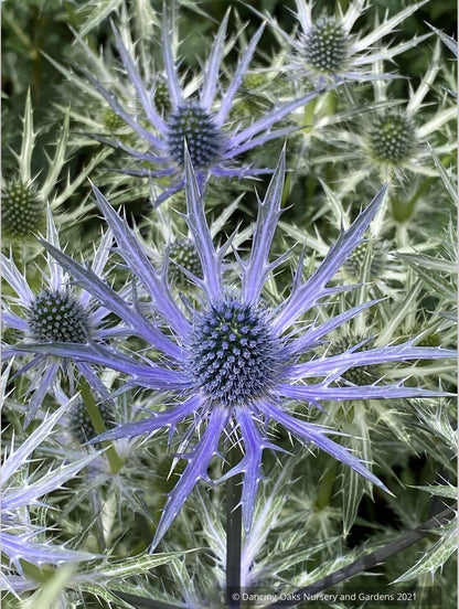 Perennials ~ Eryngium 'Big Blue', Sea Holly ~ Dancing Oaks Nursery and Gardens ~ Retail Nursery ~ Mail Order Nursery