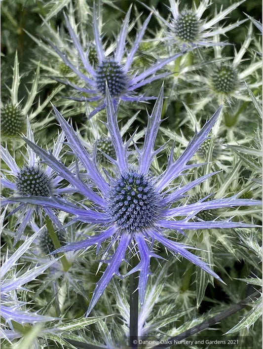 Perennials ~ Eryngium 'Big Blue', Sea Holly ~ Dancing Oaks Nursery and Gardens ~ Retail Nursery ~ Mail Order Nursery