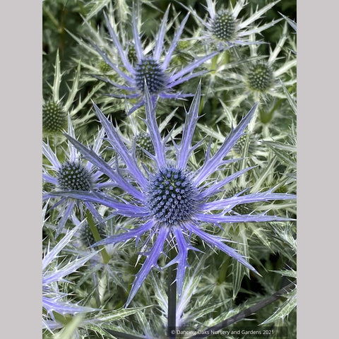 Perennials ~ Eryngium 'Big Blue', Sea Holly ~ Dancing Oaks Nursery and Gardens ~ Retail Nursery ~ Mail Order Nursery