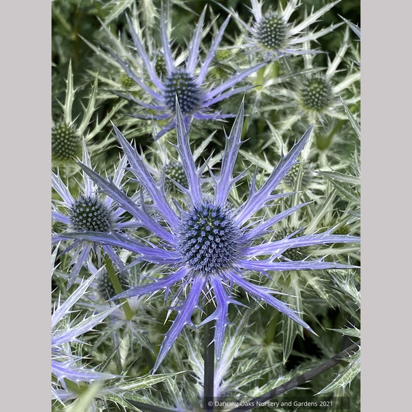 eRiNGo　0710 Eryngium 'Big Blue' PP20636, Sea Holly – Dancing Oaks Nursery and