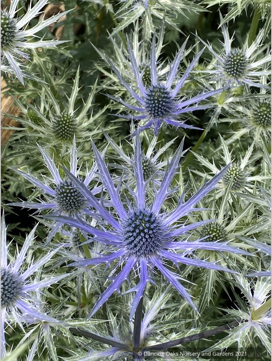 Perennials ~ Eryngium 'Big Blue', Sea Holly ~ Dancing Oaks Nursery and Gardens ~ Retail Nursery ~ Mail Order Nursery