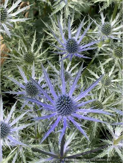 Perennials ~ Eryngium 'Big Blue', Sea Holly ~ Dancing Oaks Nursery and Gardens ~ Retail Nursery ~ Mail Order Nursery