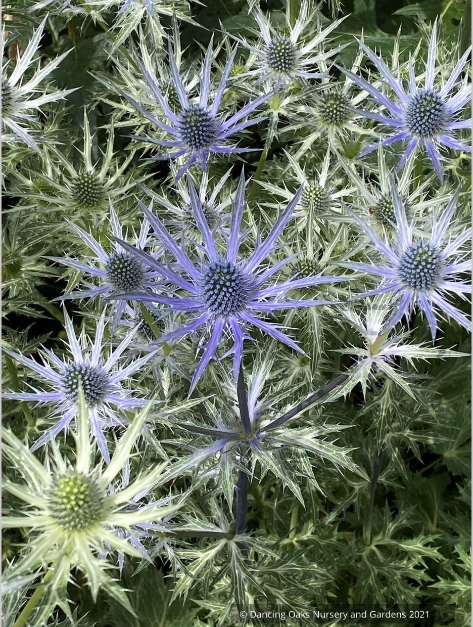 Perennials ~ Eryngium 'Big Blue', Sea Holly ~ Dancing Oaks Nursery and Gardens ~ Retail Nursery ~ Mail Order Nursery