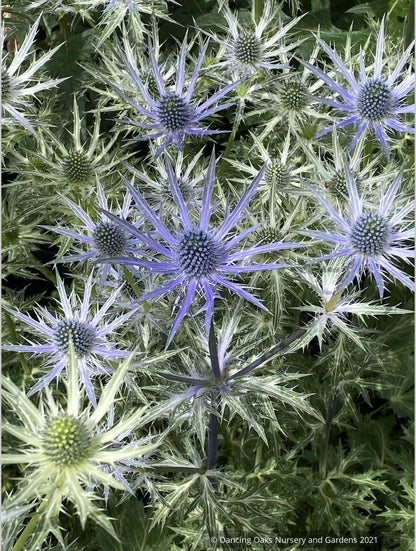 Perennials ~ Eryngium 'Big Blue', Sea Holly ~ Dancing Oaks Nursery and Gardens ~ Retail Nursery ~ Mail Order Nursery