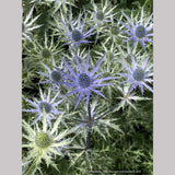Perennials ~ Eryngium 'Big Blue', Sea Holly ~ Dancing Oaks Nursery and Gardens ~ Retail Nursery ~ Mail Order Nursery