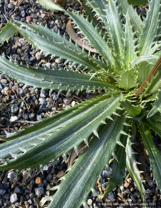 Perennials ~ Eryngium deppeanum, Mexican Sea Holly ~ Dancing Oaks Nursery and Gardens ~ Retail Nursery ~ Mail Order Nursery