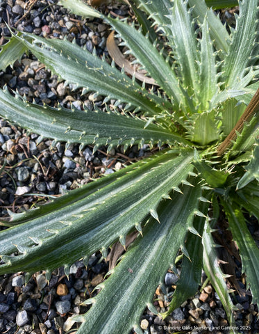 Perennials ~ Eryngium deppeanum, Mexican Sea Holly ~ Dancing Oaks Nursery and Gardens ~ Retail Nursery ~ Mail Order Nursery